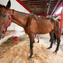 시장마차 이미지