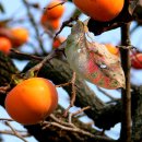 감나무 (식물) [Japanese persimmon]와 감의 효능 이미지