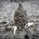 무안황토갯벌랜드 이미지