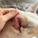 퍼니펫 동물병원 | [강아지 귀 염증] 냄새 / 귀지 원인부터 치료까지 (여름이 실제 병원 후기)