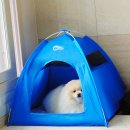 우리집똥강아지 - 사하구 다대로130번길 158 | 강아지 텐트 집 원터치 여름 똥강아지 하우스 내 돈 내산 후기