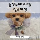 멍스마일 | 송천동애견미용 ‘멍스마일’ 푸숑 미용 & 스파 찐후기