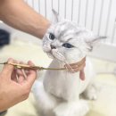 부산고양이미용&호텔 무냥무냥 대연점 이미지