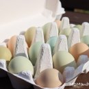 준 꼬꼬 이미지