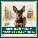출근길 강아지 유치원 | 강아지 유치원 보내기 전 꼭 알아야 하는 비용과 선택 기준 정리