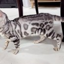 실버캐슬 캐터리 이미지