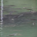 새마을낚시터 이미지