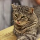 냥아치카페 이미지