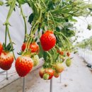 기선농장 이미지