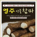 경북 영주 청정지역 영주&#39;마&#39;(산약) 공동구매 10,kg 55,000원 이미지