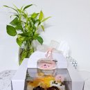소이케이크 이미지