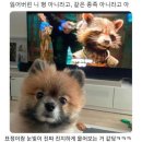 귀여운게최고야