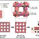 한국3D바이오