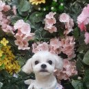 내동애견 이미지