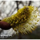 버들민박 이미지