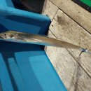 A1003 | 18.08.18 진해 내만 선상 갈치낚시 - 갈치 생지깅의 시작 - 그리고 선상갈치루어낚시대 추천