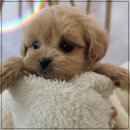 드림독 강아지분양 안심분양센터 김포점 이미지