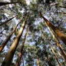 피크닉앤(Picnic&) | 숨 막히는 절경, 호주 블루 마운틴스: 영혼을 울리는 감성 여행 가이드