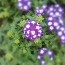 동광아파트경로당 이미지