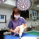 씨밀레동물병원 이미지