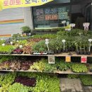 우리농산모종