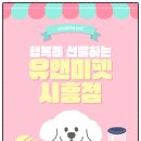 평창이야기 | 평창 랙돌 고양이 분양 후기— 순하고 귀여운 평창 랙돌 고양이 이야기