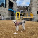 리퍼블릭 | [경기 양평] 애견펜션&amp;애견카페 애견동반식당 강아지 운동장 추천해요! - 양평 펫리퍼블릭 이용 후기