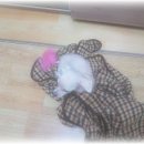 개님은 털빨 이미지