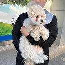 아는수의사 동물병원 | [대구/중구] 아는수의사 동물병원 - 중구 중성화 하는날!