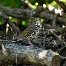 소청도의 큰점지빠귀(Chinese Thrush) 이미지