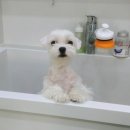 나리펫살롱 이미지