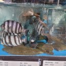 황금어장 이미지