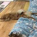 아잉독 애견카페 이미지