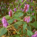 꽃향유 stay 이미지