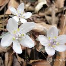 바람꽃 이미지