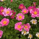 국사봉 전망대 이미지