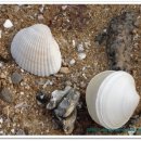 갯바람펜션 이미지