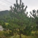 여주-0624 Daum카페