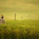 허수아비 이미지