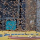명이핫도그