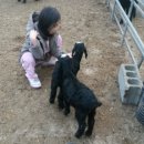 아기염소 이미지