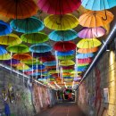 문경 오미자테마터널 이미지