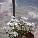 이베리스 이미지