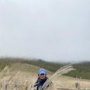 알프스애견 이미지