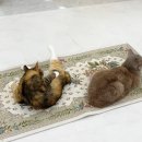 야옹아놀자캣카페 - 연수구 샘말로8번길 7-7 | 야옹아놀자캣카페