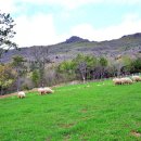 진산목장 이미지