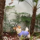 그랑모던풀빌라 이미지