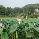 물미연꽃마을 이미지