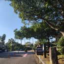 제주 천제연 난대림 | (제주) 제주여행/서귀포중문관광지/제주 천제연 3개의 폭포 관람후기/천지연천제연폭포비교 : 천제연...