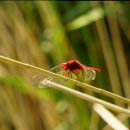 코바늘소품만들기 이미지